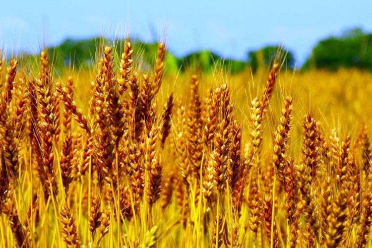 Dünya gıda fiyatları keskin yükseldi