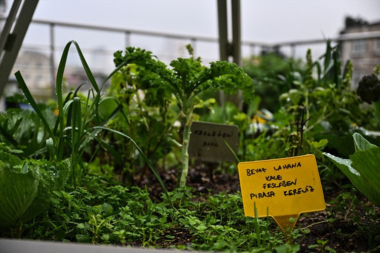 Sebze ve baharatlarını topraksız tarımla yetiştiriyorlar
