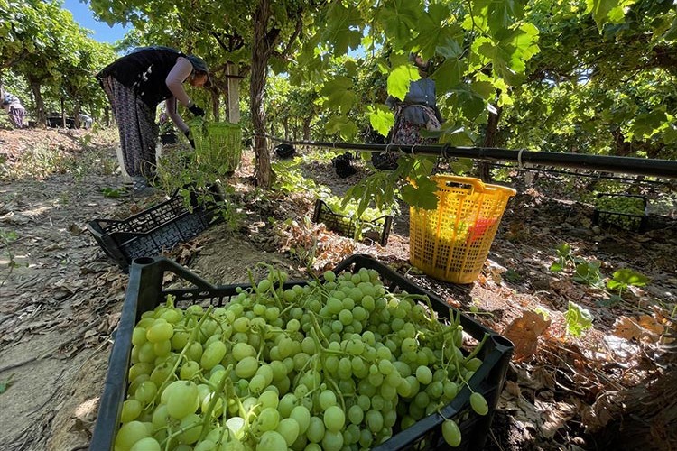 Manisa'da üzüm hasadı başladı