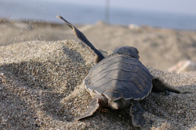 Mavi, İndigo Turtles koleksiyonuyla Caretta Caretta'lara hayat vermeyi sürdürüyor