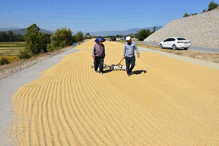 Sinop'ta çeltik hasadına başlandı