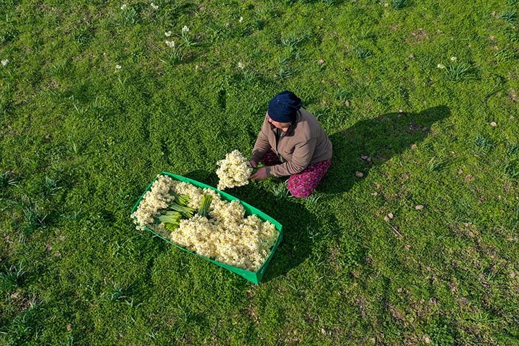 Karaburun'da yetişen nergis çiçeği rağbet görüyor