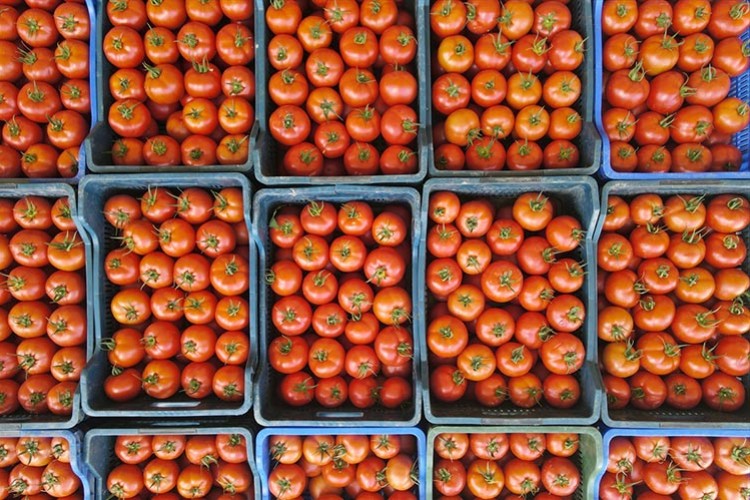 Burdur'un yayla domatesi, yurt dışında talep görüyor