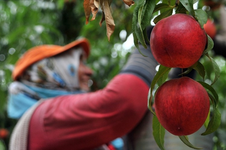 Bursa şeftalisi AB'den coğrafi işaret tescili aldı