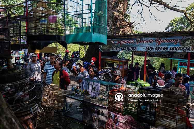 Güneydoğu Asya'da yasadışı kuş ticareti büyüyor
