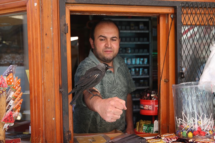 Karga "Memati" büfenin maskotu oldu