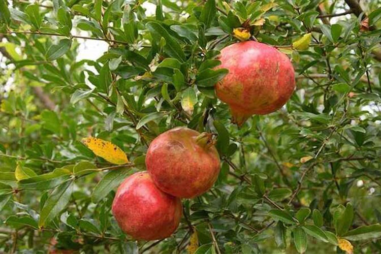 Adıyaman'da üretilen narda hasat dönemi