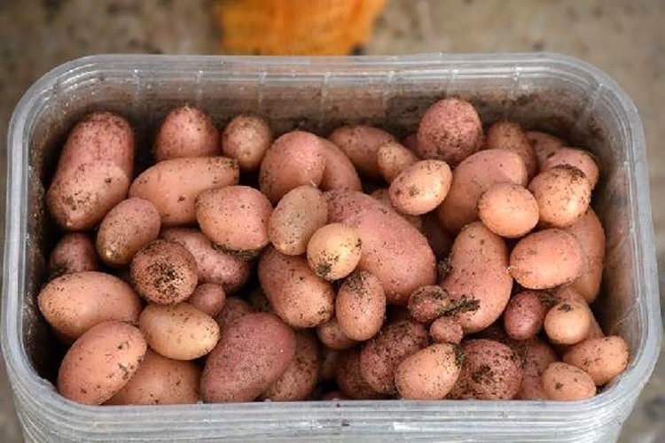 Tohumluk satış ihalesi