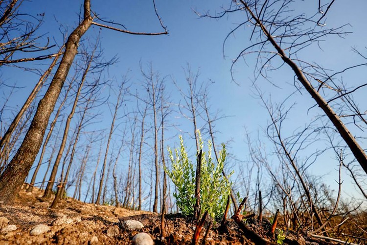 İki ilde bazı alanlar orman sınırları dışına çıkartıldı
