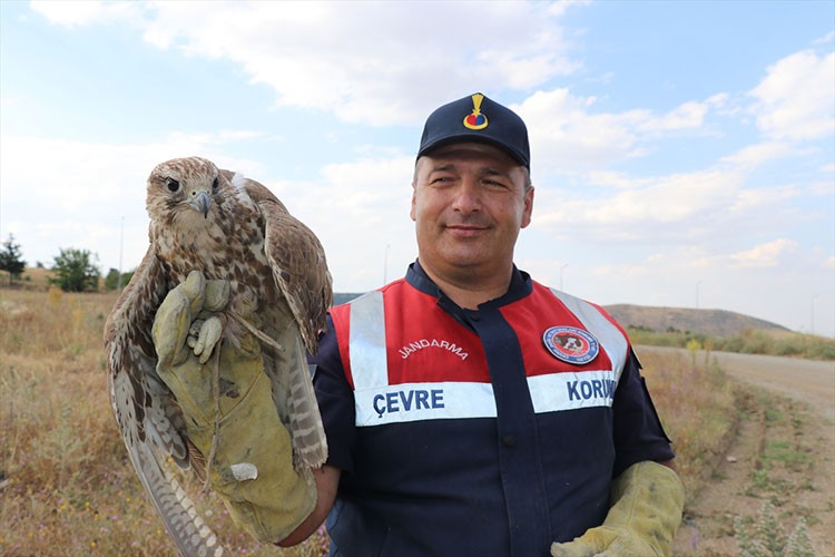 Bitkin bulunan ulu doğan koruma altına alındı