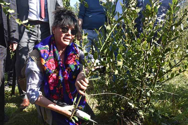 Avrupa'ya 14 bin ton defne yaprağı ihracatı