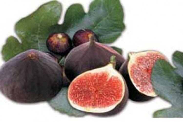 "Altın Tohumlar" projesinde incir üretimi ele alındı