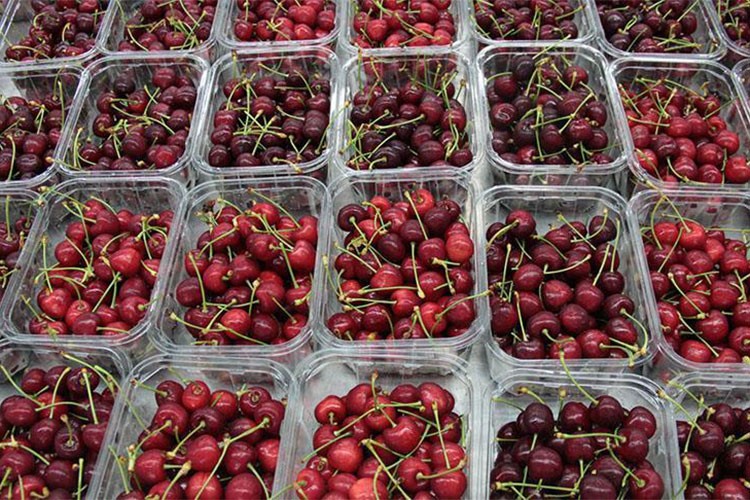 Kiraz ihracatımızın yüzde 43'ü Batı Akdeniz'den