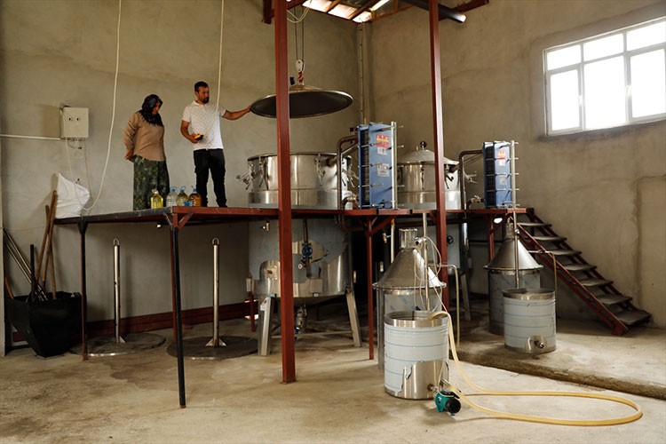 Baba topraklarında tıbbi aromatik bitki yetiştiriyor