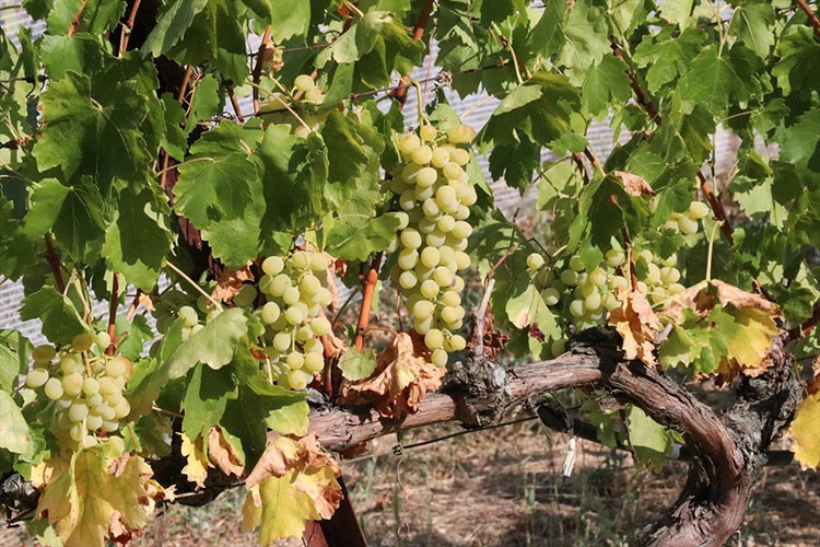 Çavuş üzümü ve maniye domatesinde hasat başladı