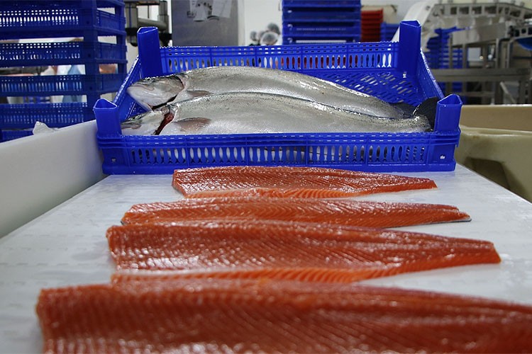 Doğu Karadeniz'den 8,6 milyon dolarlık somon ihraç edildi