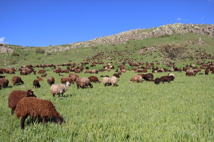 Küçükbaş hayvancılıkta kredi limitlerinin artırılması sektörü pozitif etkileyecek