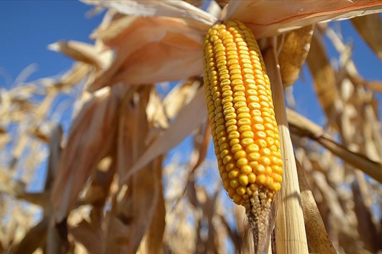 Mısırda 7 milyon tonluk üretim bekleniyor