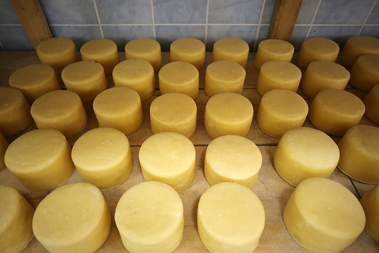 Coğrafi işaretli Muş eski kaşarının pazar alanı genişliyor