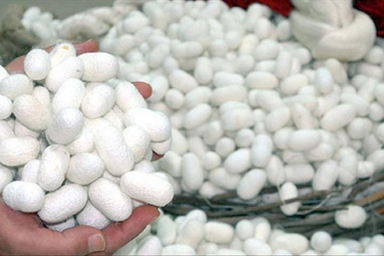 Yaş koza üretiminin %70'i Diyarbakır'da gerçekleştirildi