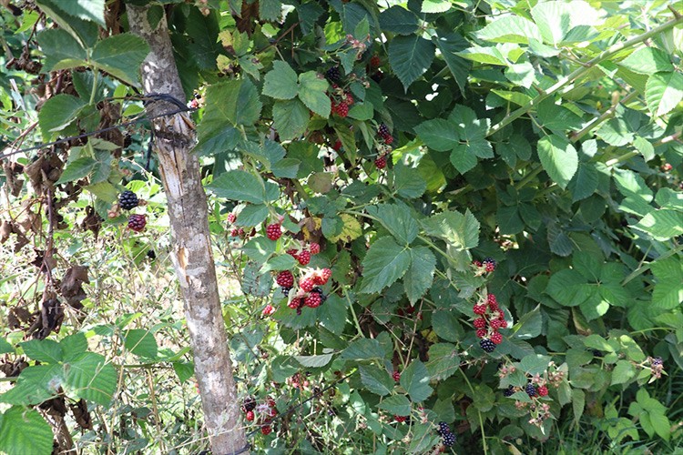 Çiftçi Böğürtlen ve ahududu dikim alanını genişletti