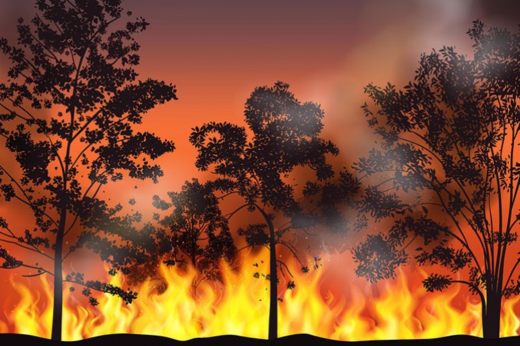 Orman Yangınlarının Süresi Son 35 Yılda Yüzde 19 Arttı