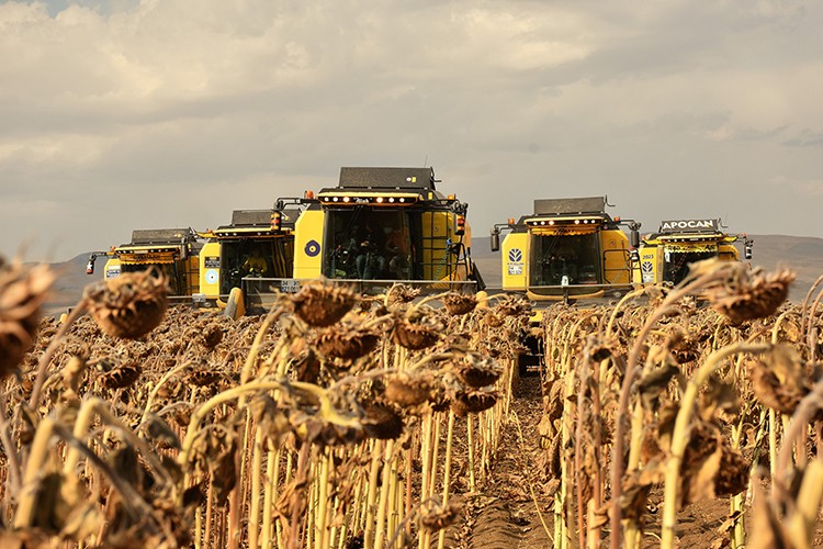 Ayçiçeğinden 181 milyon lira gelir bekleniyor