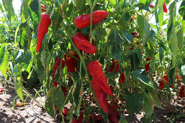 Kilis'te kırmızı biber hasadı başladı