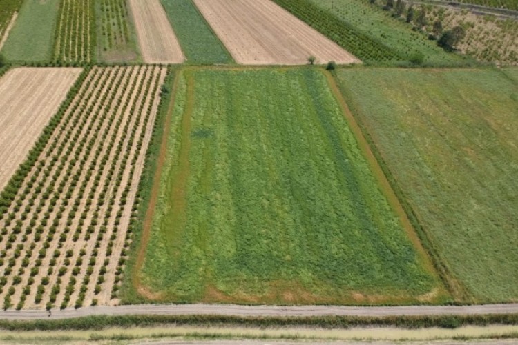 İhaleyle tarla satışı