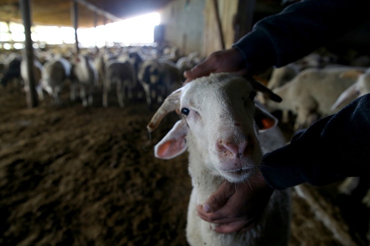 Saf bir ırka coğrafi işaret aldık