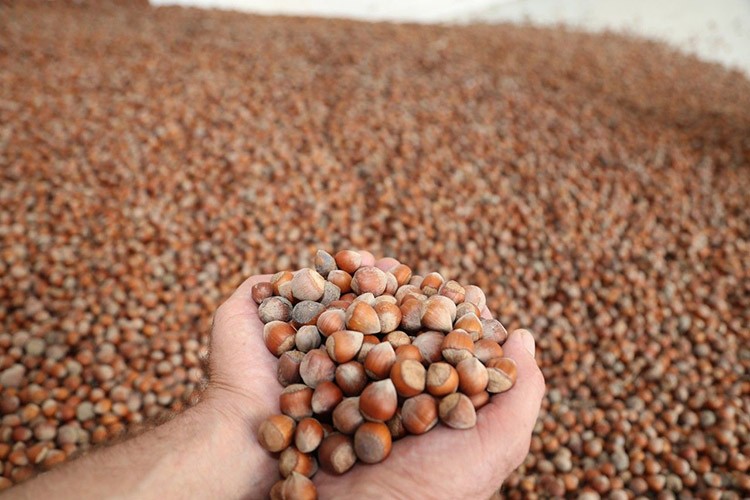 TMO 39 liraya kabuklu fındık satıyor