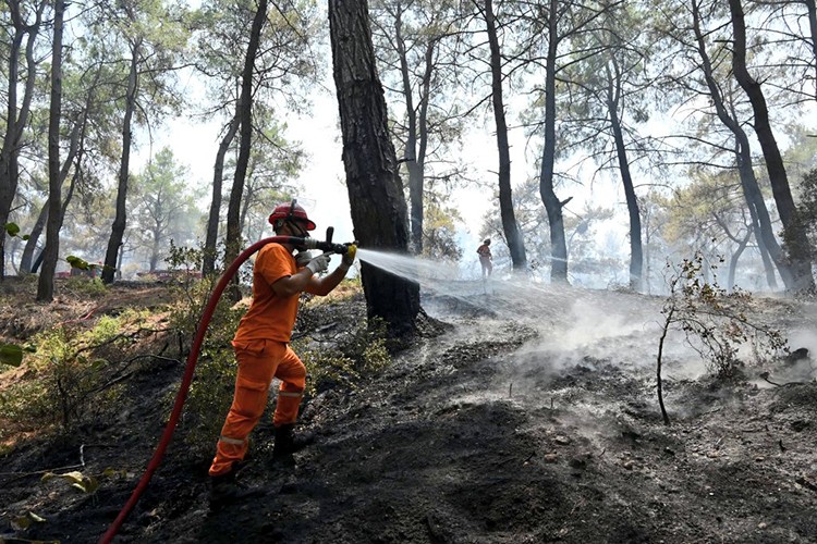 Hasat mevsiminde orman yangını alarmı