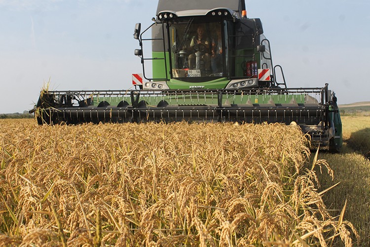 Balıkesir'de çeltik hasadı başladı