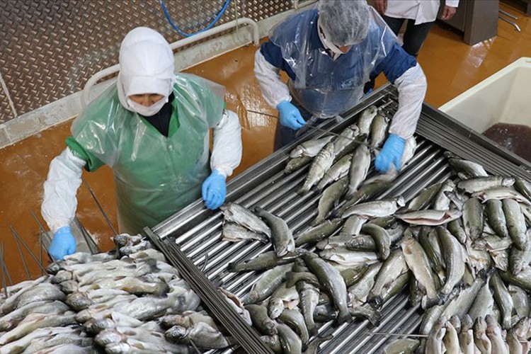 Su ürünleri üretimi, yüzde 6,1 azaldı