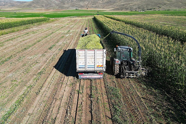Bayburt'ta silajlık mısırın hasadına başlandı