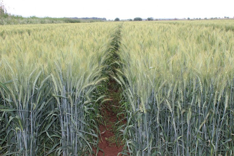 Tohum pazarlama hakkı verilecek