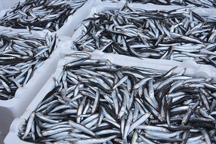 Hamsi ihracatı 2024'te yüzde 10 arttı