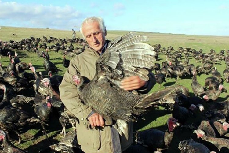 Yılbaşı hindisinin tanesi bu sene 300 liradan satılıyor