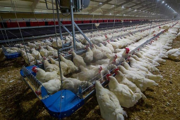 Kanatlı hayvan sağlığında su hijyenine dikkat