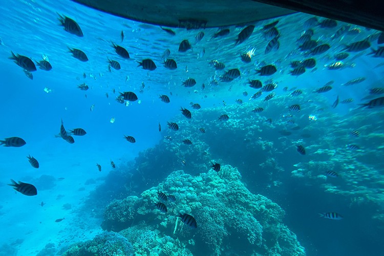 Deniz suyu arıtmada maliyet dezavantaj olabilir