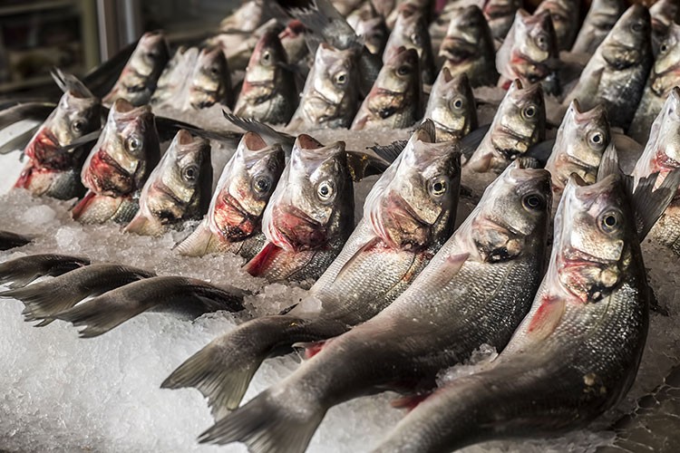 Su ürünleri ihracatı 1 milyar 404 milyon dolar oldu