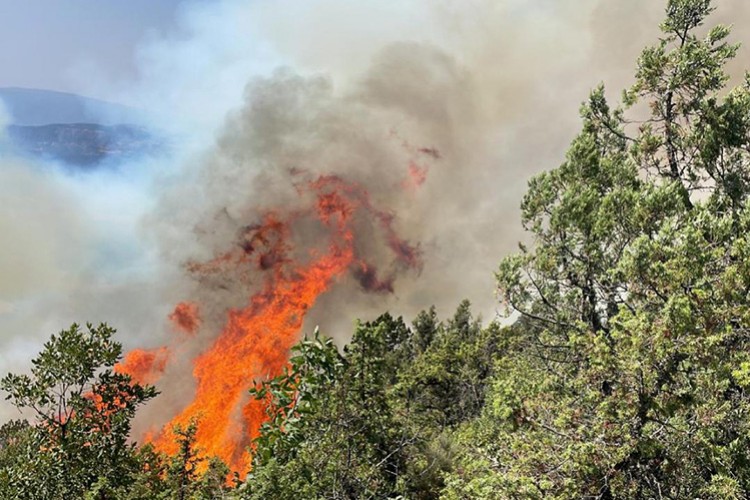 Orman yangınları en çok İzmir ve Bolu'yu etkiledi