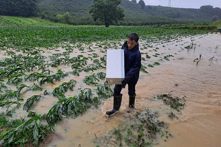 Sakarya'da sağanak nedeniyle arılar telef oldu