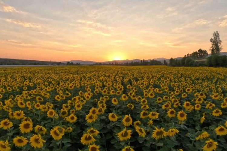 Ayçiçeği tohumu yağında gümrük vergisi oranlarında indirim
