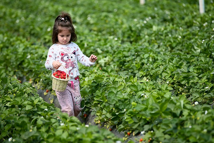 Emiralem çileğinde hasat mesaisi