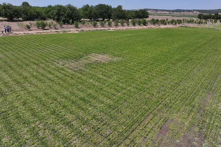Kullanılmayan araziler tarıma kazandırılıyor