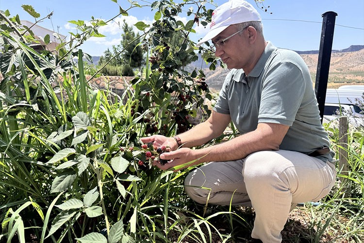 Yüksek rakımda üretilen böğürtlen olumlu sonuç verdi