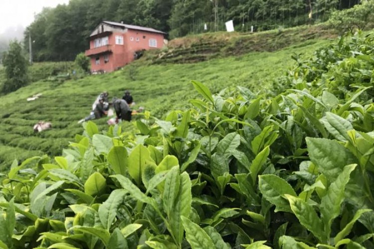 Rize çay ihracatından 10,2 milyon dolar kazandı