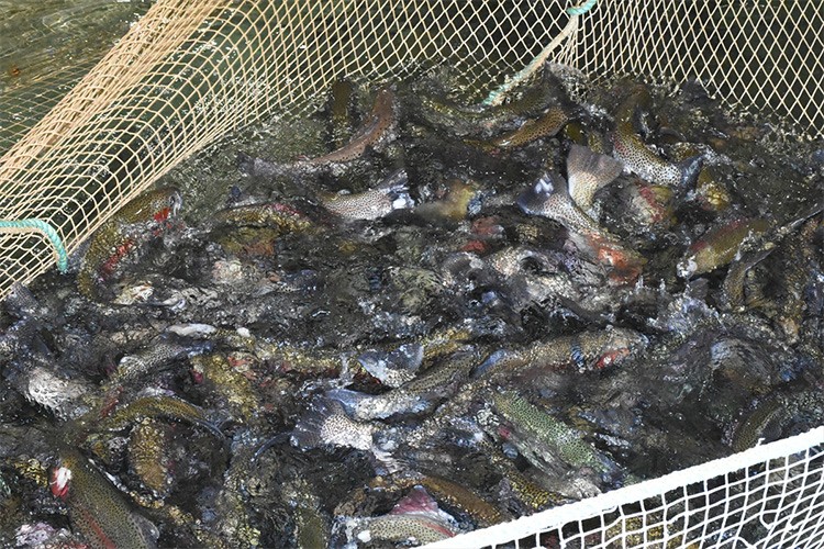 Malatya'da alabalık sektörü toparlanma sürecinde