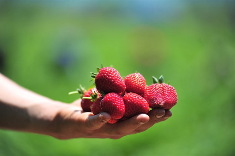 Çilekte verim düşebilecek